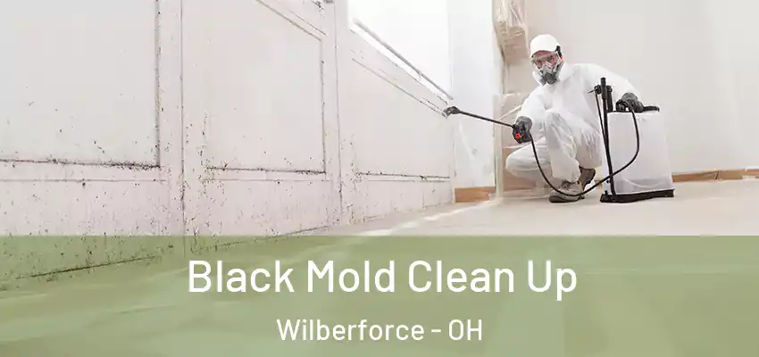  Black Mold Clean Up Wilberforce - OH