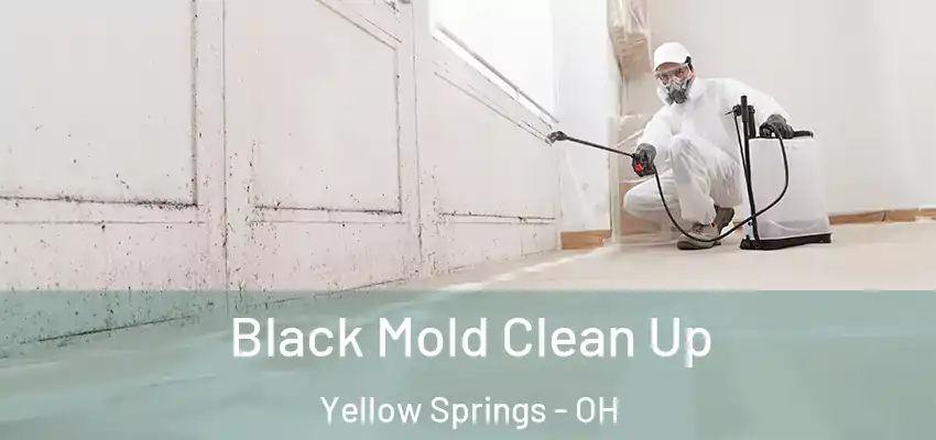  Black Mold Clean Up Yellow Springs - OH
