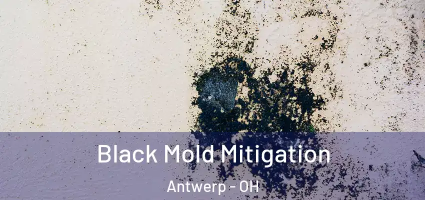 Black Mold Mitigation Antwerp - OH