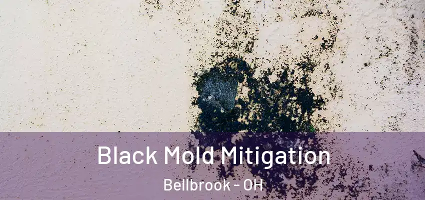  Black Mold Mitigation Bellbrook - OH