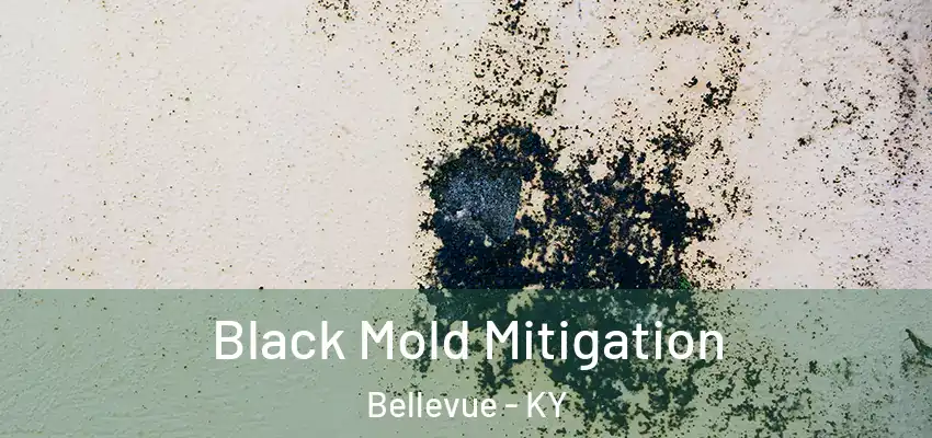 Black Mold Mitigation Bellevue - KY