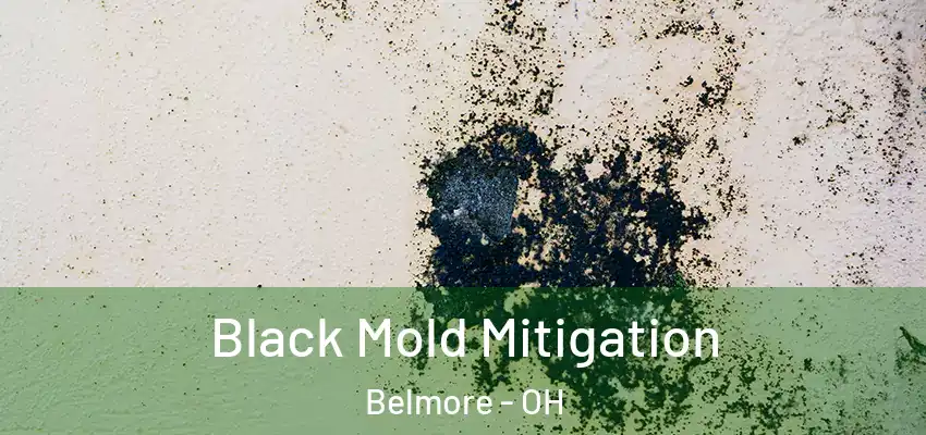 Black Mold Mitigation Belmore - OH