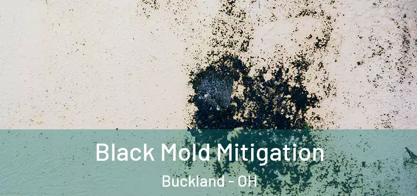 Black Mold Mitigation Buckland - OH