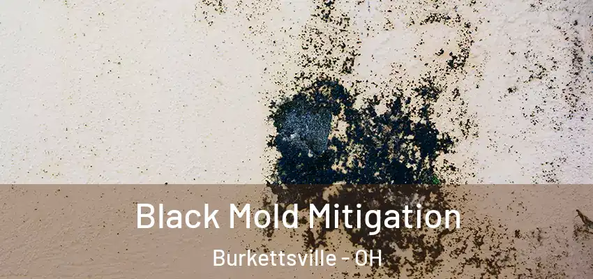 Black Mold Mitigation Burkettsville - OH