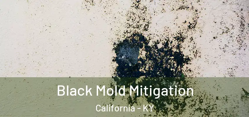 Black Mold Mitigation California - KY