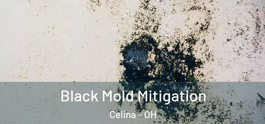  Black Mold Mitigation Celina - OH