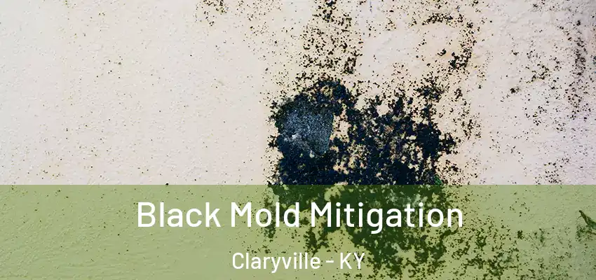  Black Mold Mitigation Claryville - KY