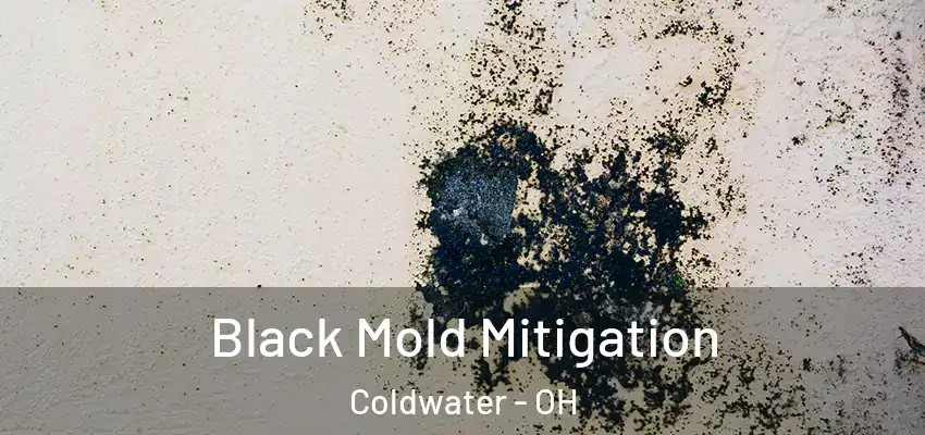 Black Mold Mitigation Coldwater - OH