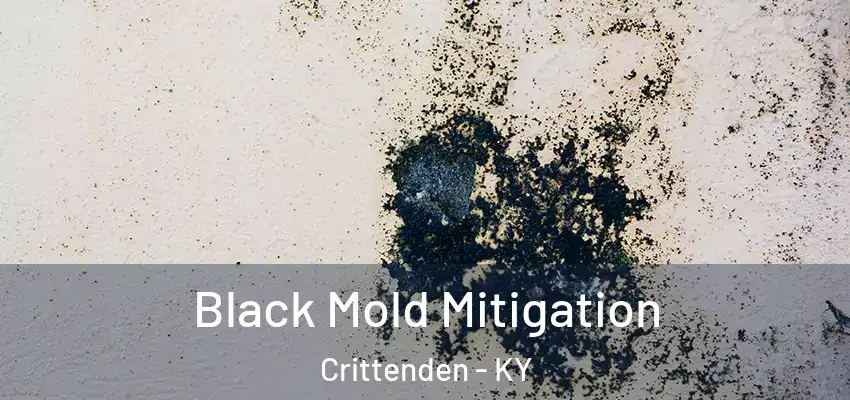 Black Mold Mitigation Crittenden - KY