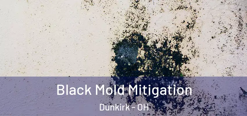 Black Mold Mitigation Dunkirk - OH