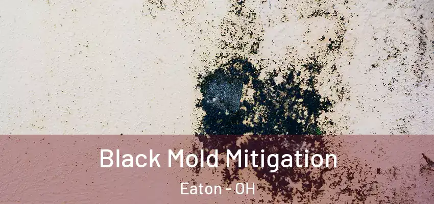  Black Mold Mitigation Eaton - OH