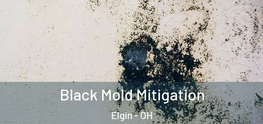 Black Mold Mitigation Elgin - OH