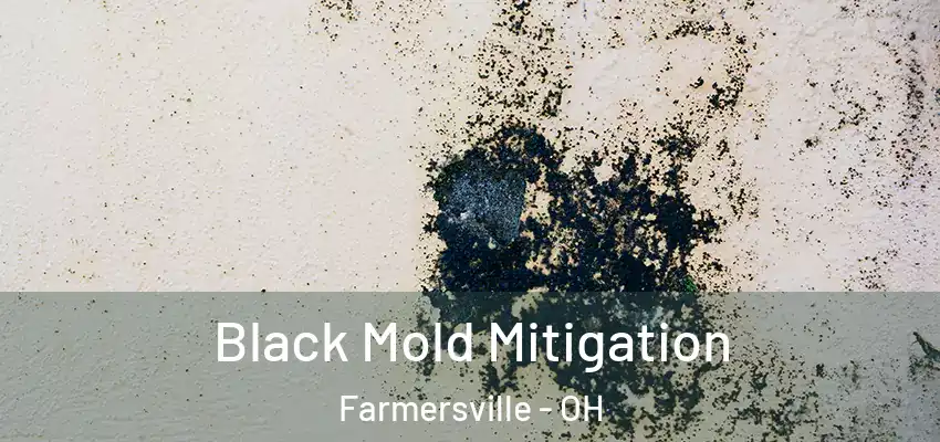 Black Mold Mitigation Farmersville - OH