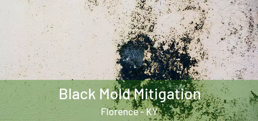 Black Mold Mitigation Florence - KY