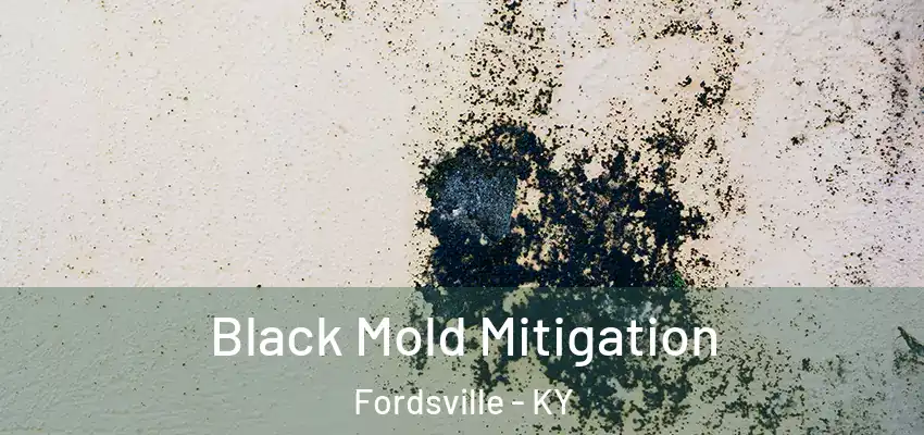 Black Mold Mitigation Fordsville - KY