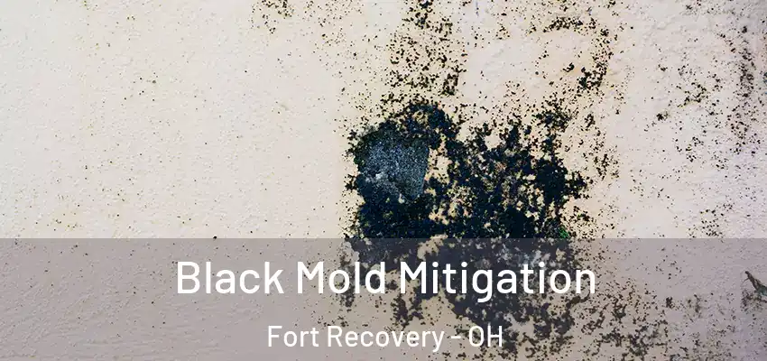 Black Mold Mitigation Fort Recovery - OH