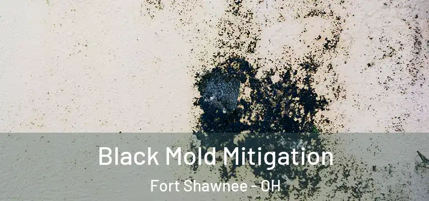 Black Mold Mitigation Fort Shawnee - OH