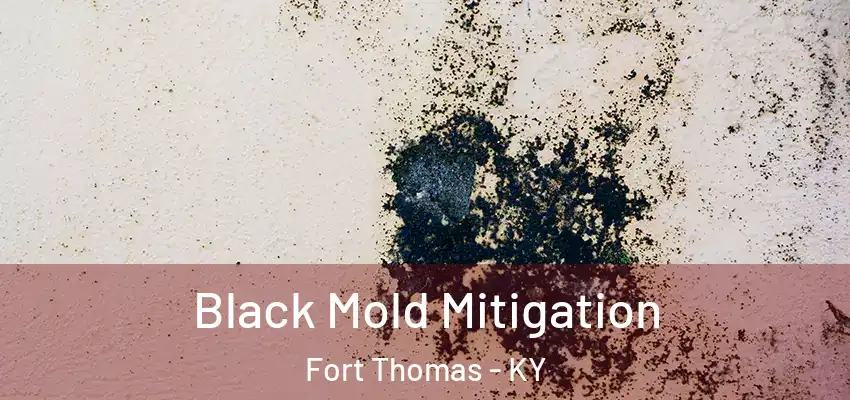 Black Mold Mitigation Fort Thomas - KY