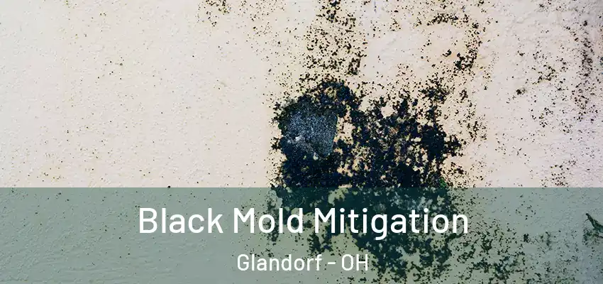 Black Mold Mitigation Glandorf - OH