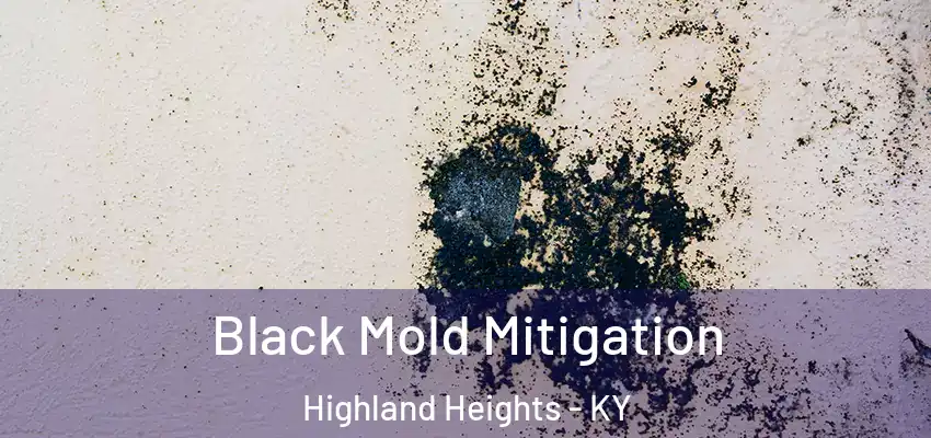 Black Mold Mitigation Highland Heights - KY