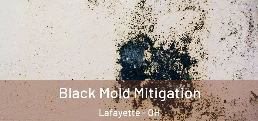 Black Mold Mitigation Lafayette - OH