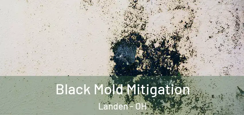  Black Mold Mitigation Landen - OH