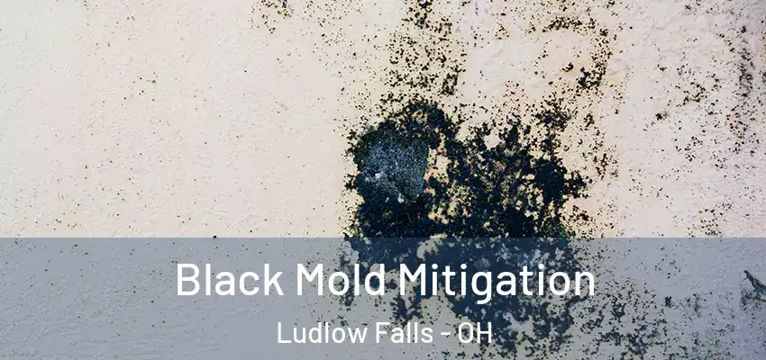 Black Mold Mitigation Ludlow Falls - OH