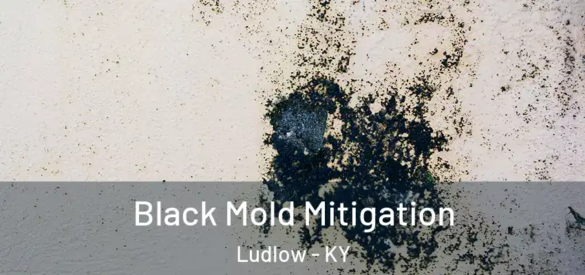 Black Mold Mitigation Ludlow - KY