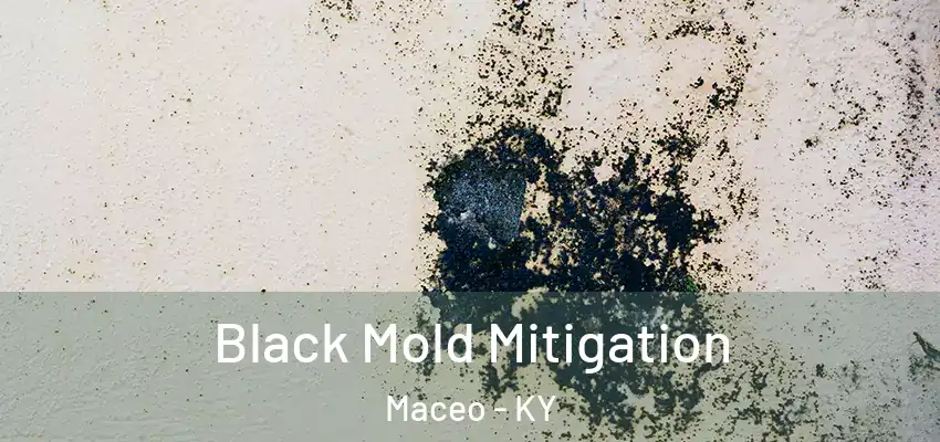  Black Mold Mitigation Maceo - KY