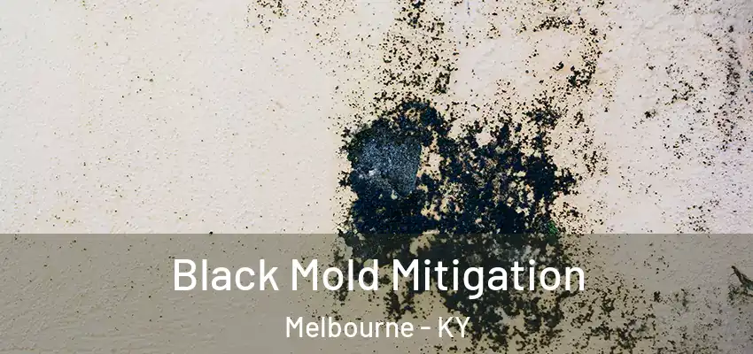 Black Mold Mitigation Melbourne - KY