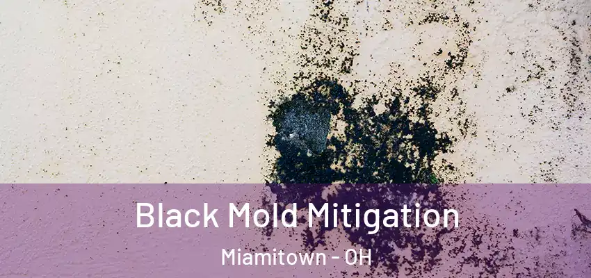  Black Mold Mitigation Miamitown - OH