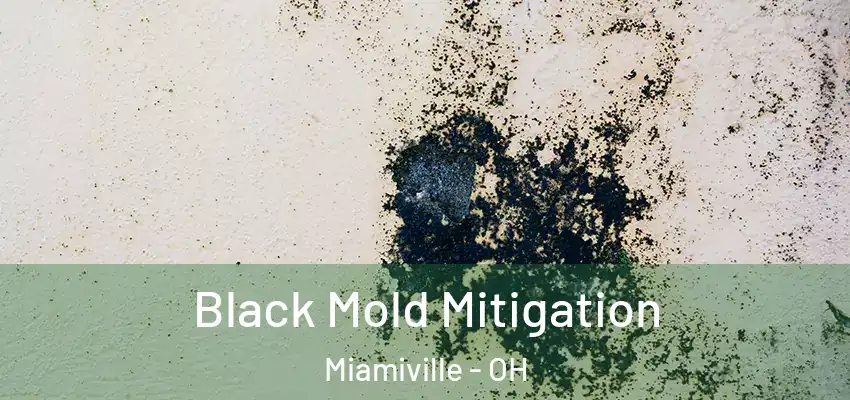 Black Mold Mitigation Miamiville - OH