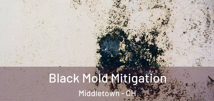 Black Mold Mitigation Middletown - OH