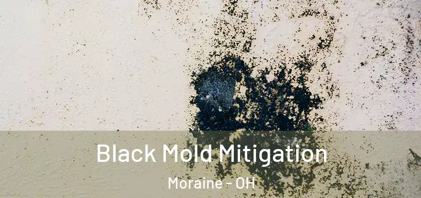  Black Mold Mitigation Moraine - OH
