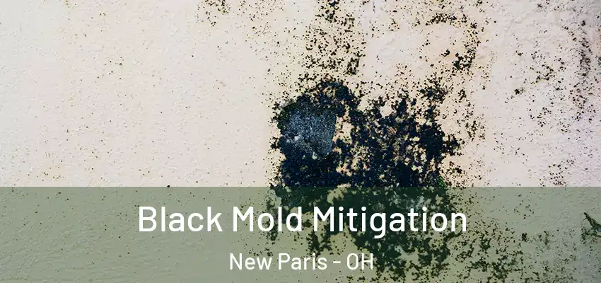  Black Mold Mitigation New Paris - OH