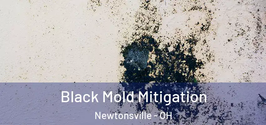  Black Mold Mitigation Newtonsville - OH