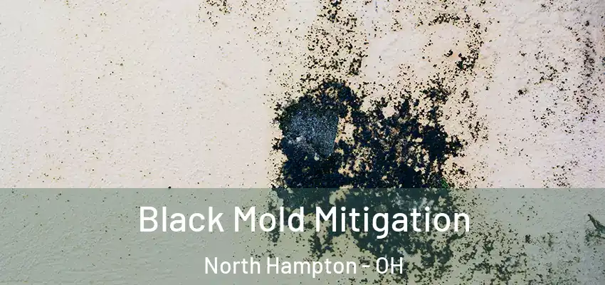 Black Mold Mitigation North Hampton - OH