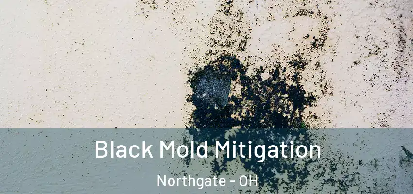 Black Mold Mitigation Northgate - OH