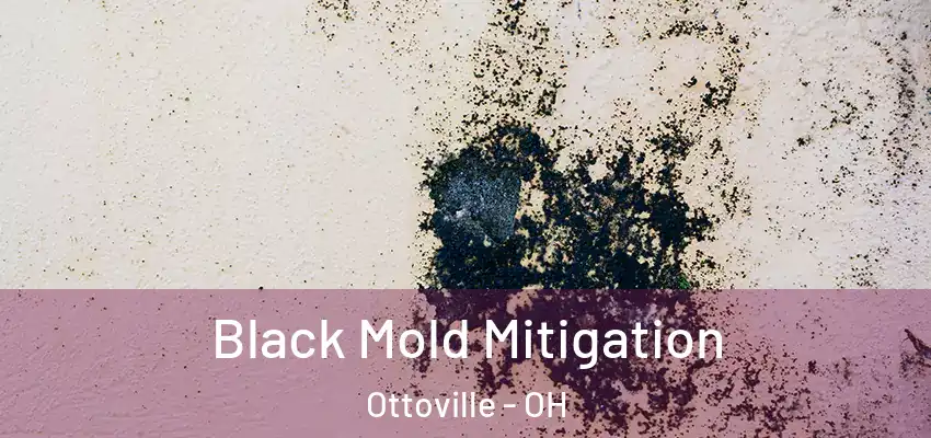  Black Mold Mitigation Ottoville - OH