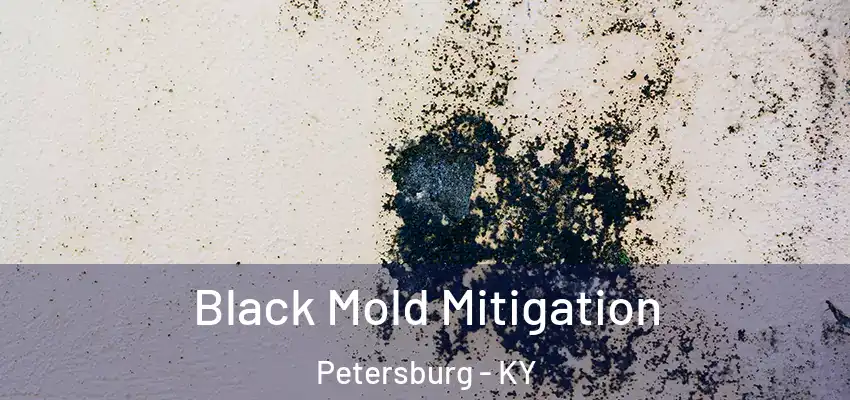  Black Mold Mitigation Petersburg - KY