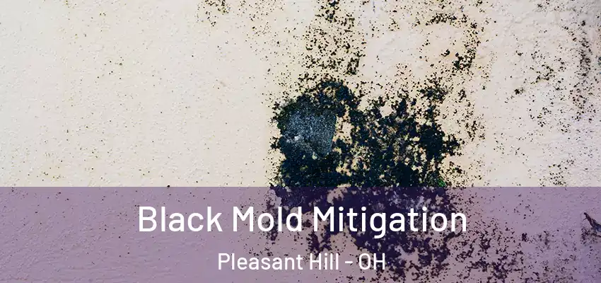 Black Mold Mitigation Pleasant Hill - OH