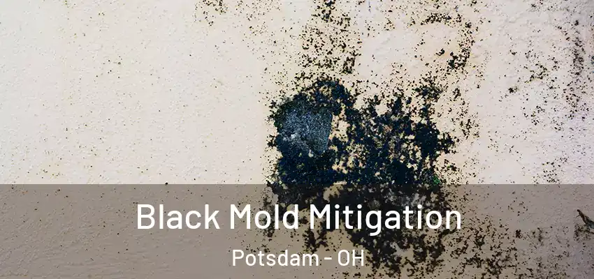  Black Mold Mitigation Potsdam - OH
