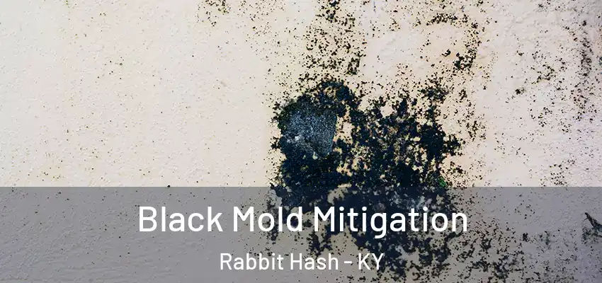 Black Mold Mitigation Rabbit Hash - KY
