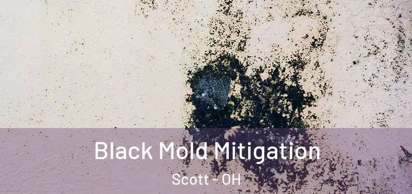 Black Mold Mitigation Scott - OH