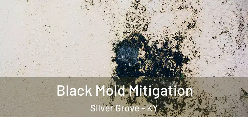 Black Mold Mitigation Silver Grove - KY