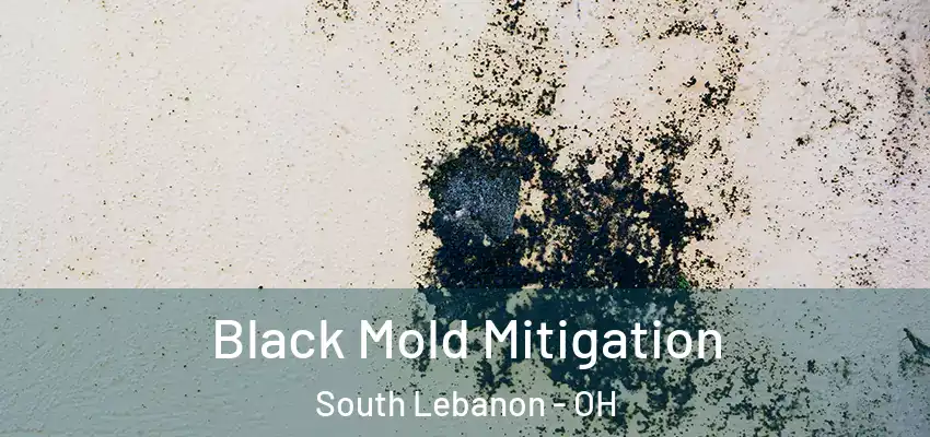  Black Mold Mitigation South Lebanon - OH