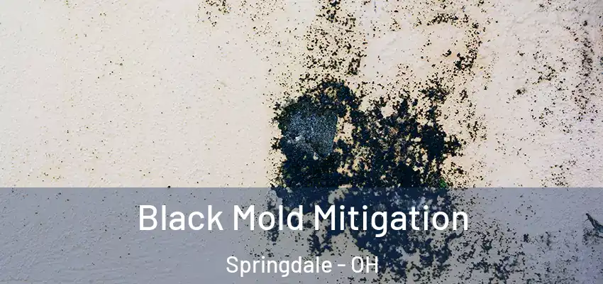Black Mold Mitigation Springdale - OH