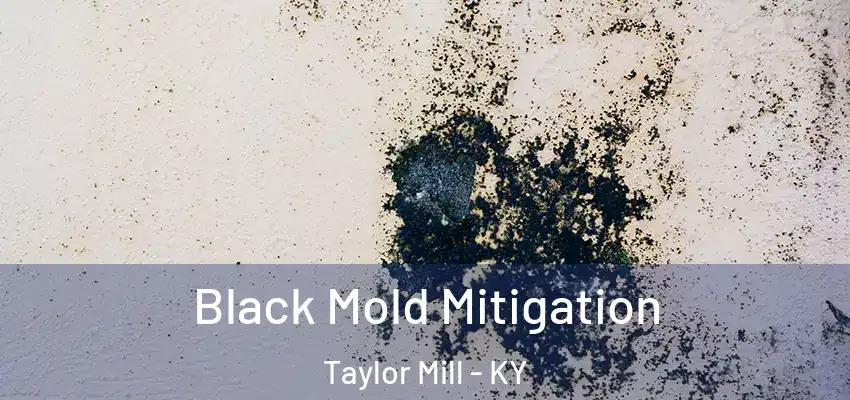 Black Mold Mitigation Taylor Mill - KY