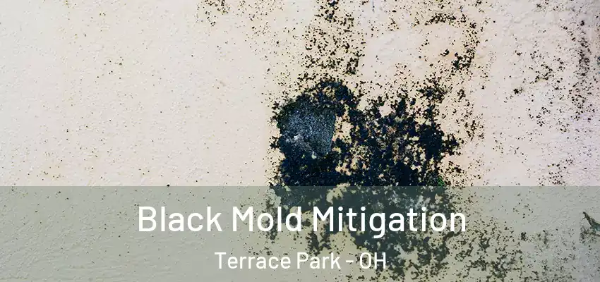 Black Mold Mitigation Terrace Park - OH