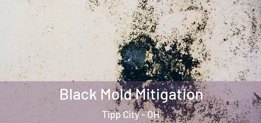 Black Mold Mitigation Tipp City - OH